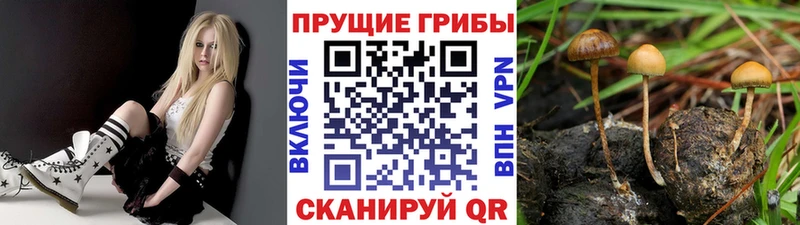 Псилоцибиновые грибы MAGIC MUSHROOMS  Купить закладки  Починок 